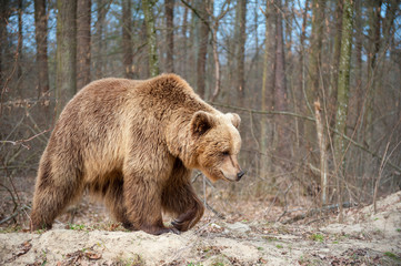 The brown bear , walking in the forest