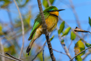 Little Bee-Eater - Okavango Delta - Botswana