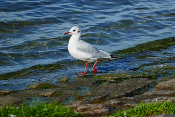 Lachmöve stolziert am Ufer des Rheins entlang