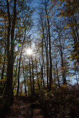 Obraz premium Wacholderhöhe Schwäbische Alb