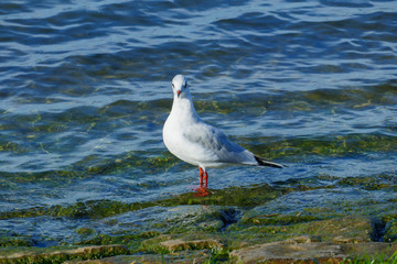 Lachmöve stolziert am Ufer des Rheins entlang