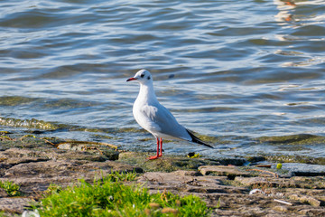 Lachmöve stolziert am Ufer des Rheins entlang