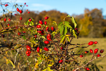 Wacholderh&ouml;he Schw&auml;bische Alb