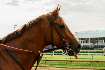 Obraz premium Brown Horse Sticking Out Tongue