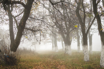 Fototapeta na wymiar Photo of a dense fog with dense fog in warm shades