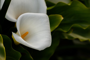 Calla Lilly Blooms In the Wild