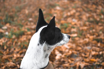 Basenji dog on the side, on a background of wet grass
