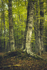 Foresta Umbra Italia