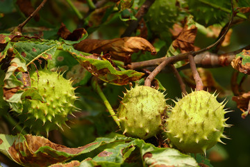 Horse chestnuts on the tree - leaves infested by minier moths