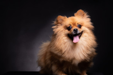 Pomeranian spitz dog on black background in studio. Pomeranian cute dog looks at camera standing on table.