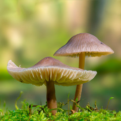 Fresh tasty mushrooms from the green forest