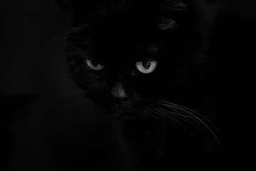 blac cat on black - devil eyes © DDFoTo - Czerniawsky