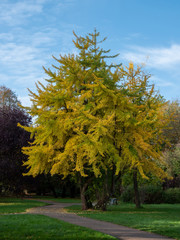 Ginkgo tree (Ginkgo biloba) in a park in autumn