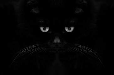 blac cat on black - devil eyes