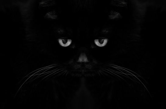 blac cat on black - devil eyes
