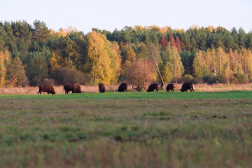 Bison