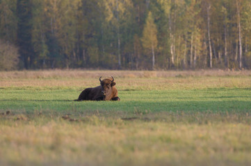 Bison