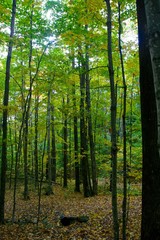 tall trees in spring forest #2