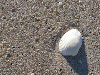 closeup of white scallop sheel on beach