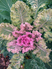 Decorative cabbage Bush with bright green leaves and light purple center. Carved the edges of the...