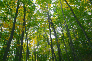 Obraz premium tall trees in spring forest