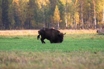 Bison