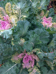 Bush ornamental cabbage with bright green leaves and a few light purple centers. Wavy leaves with carved edges