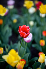 colorful tulips in the garden #2