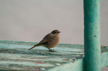 resting bird