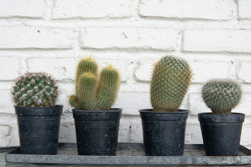 Cacti plants in potted black plastic container lined up on a white brick wall background. Cactus plants on white brick wall background.