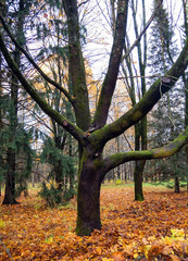 Old tree in a city park on a cloudy October day