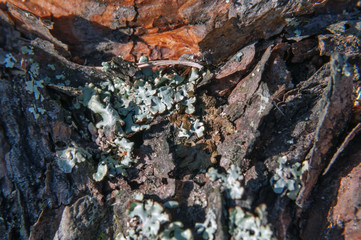 Pine bark covered with lichen, closeup photo