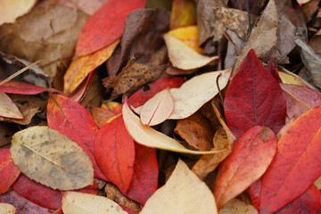 Fallen blueberry leaves in autumn