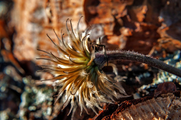 Dried inflorescence of clematis with seeds, photographed close-up