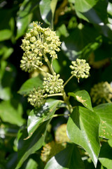 Escape with ivy flowers plain (Hedera helix L.), major plan