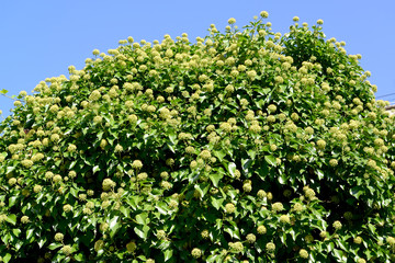 Common ivy blooms (Hedera helix L.) background blue sky