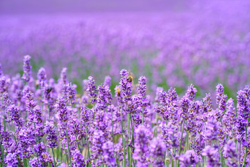 Naklejka premium Lawenda kwitnąca na zbliżenie pola.