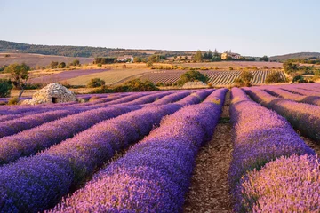 Gardinen Lavendelfeld, Sonnenuntergang. Trockensteinhütte (borie) mitten auf dem feld. Ferrassières, Provence, Frankreich. © Marina