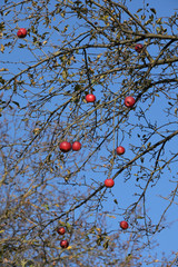 Red Ripe Apples On An Apple Tree