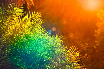 Bright colourful palm tree background. Tropical concept for banners and cards.