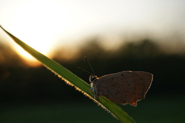 Schmetterlinge Deutschland - Kleiner Feuerfalter