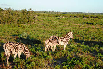 Fototapeta na wymiar Wild zebras while on safari in South African nature reserve