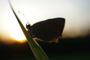 Sillhouette eines Schmetterlings beim Sonnenuntergang 