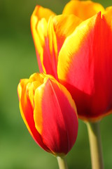 Tulpe gelb/rot #2