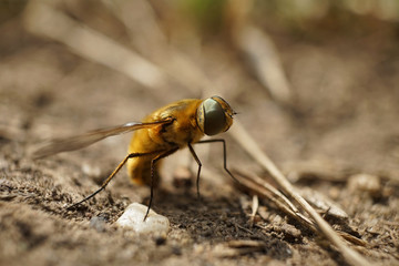 Kurzrüssliger Wollschweber