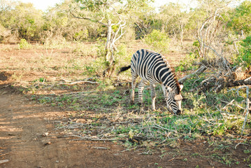 Wild zebras while on safari in South African nature reserve