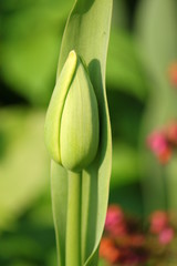 Obraz premium Tulpen-Knospe