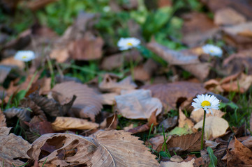 autumn flowers