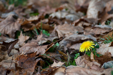 last flower