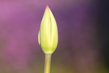 Tulpenknospe pastell